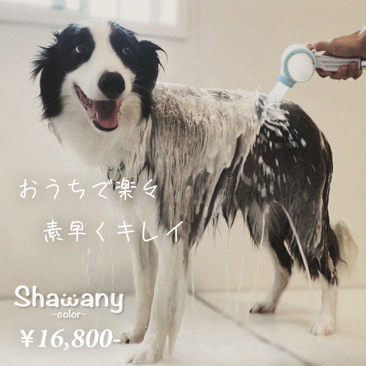 わんこを片手で簡単にササっとキレイに洗えるシャワーヘッド 「シャワニー・カラー」 | Shawany Color