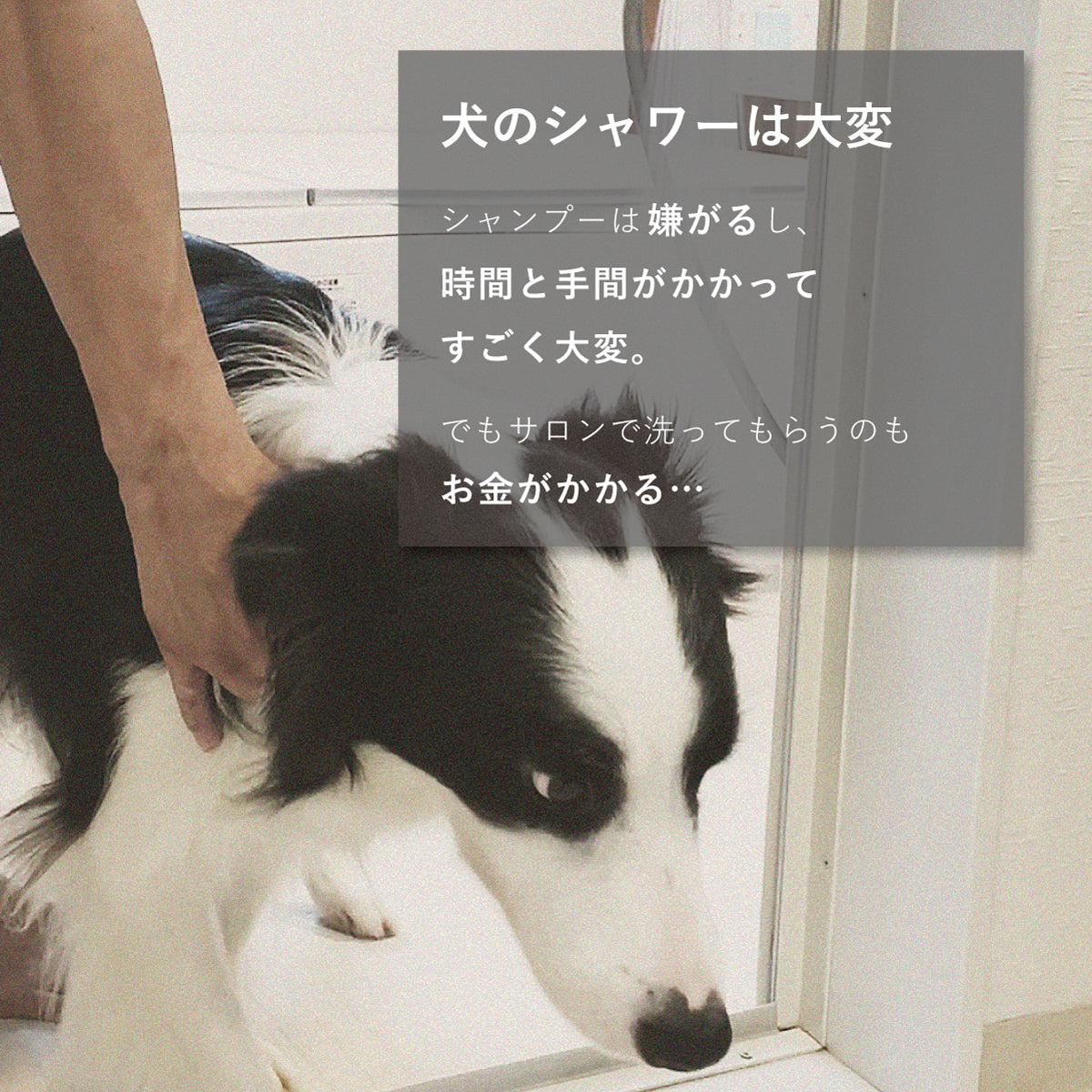 わんこを片手で簡単にササっとキレイに洗えるシャワーヘッド 「シャワニー・カラー」 | Shawany Color