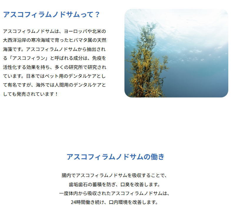 【パウレ 】 チキン (成犬用 )   天然のデンタルケア成分配合　アスコフィラムノドサム　天然の海藻　グルテンフリー　歯垢　歯石　口臭を軽減　チキン生肉　野菜　フルーツ
